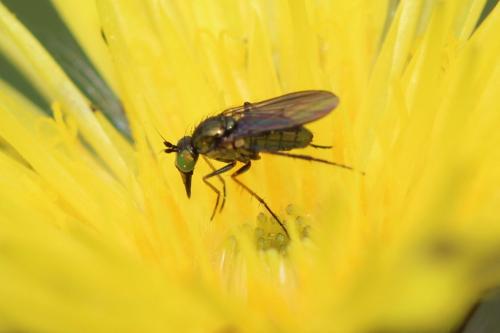 Ortochile nigrocoerulea